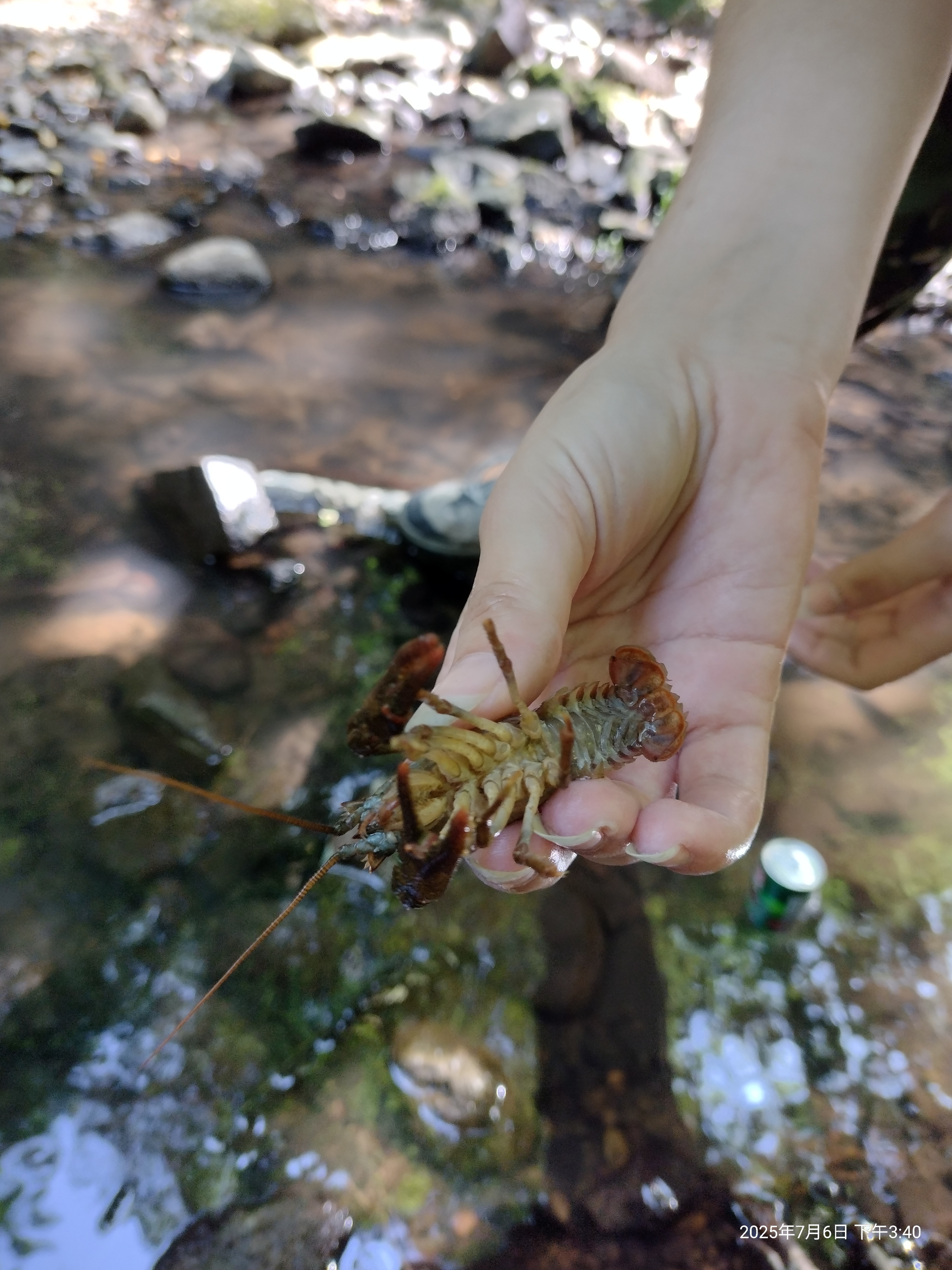 Crabs