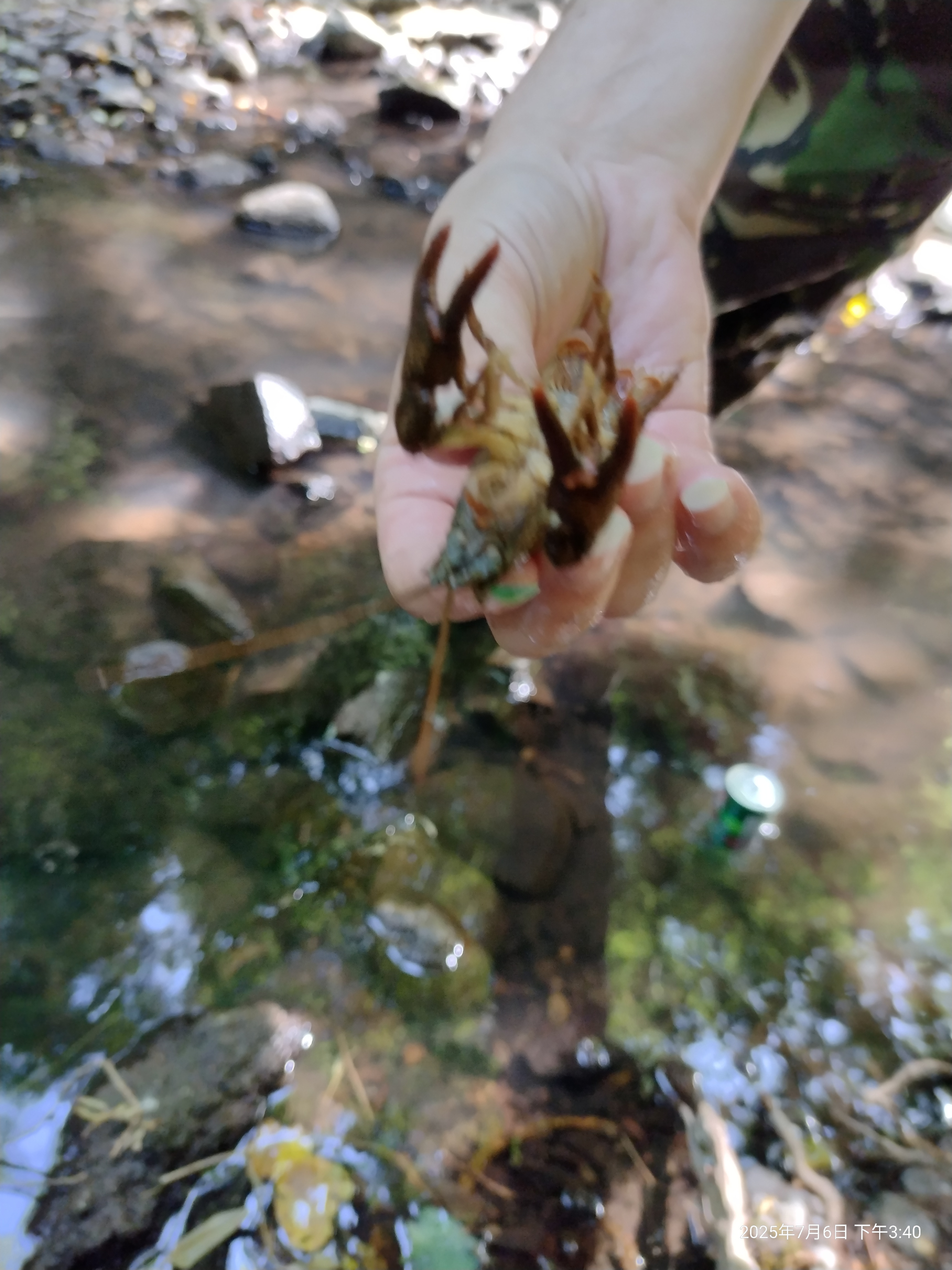 Crabs