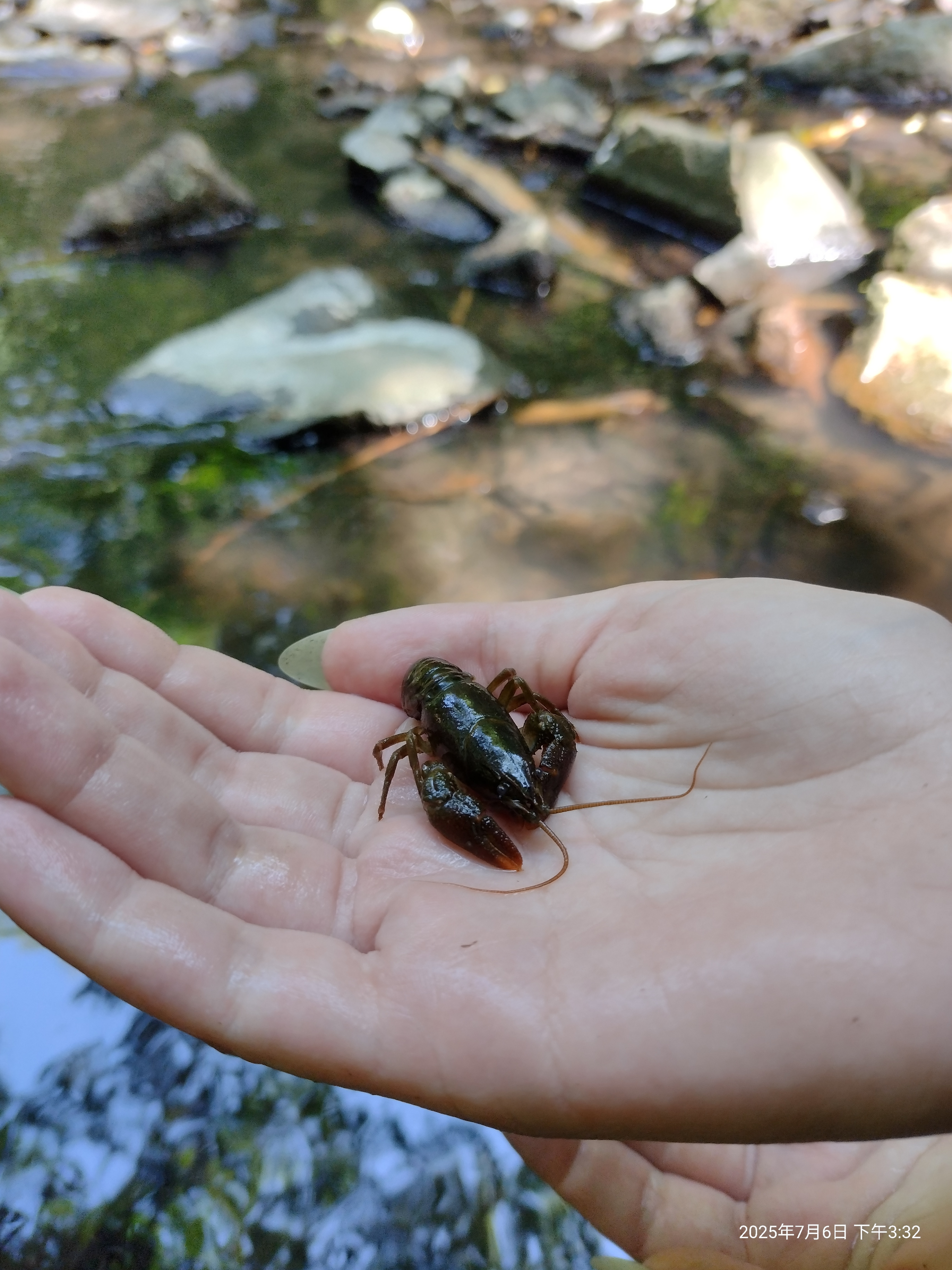 Crabs
