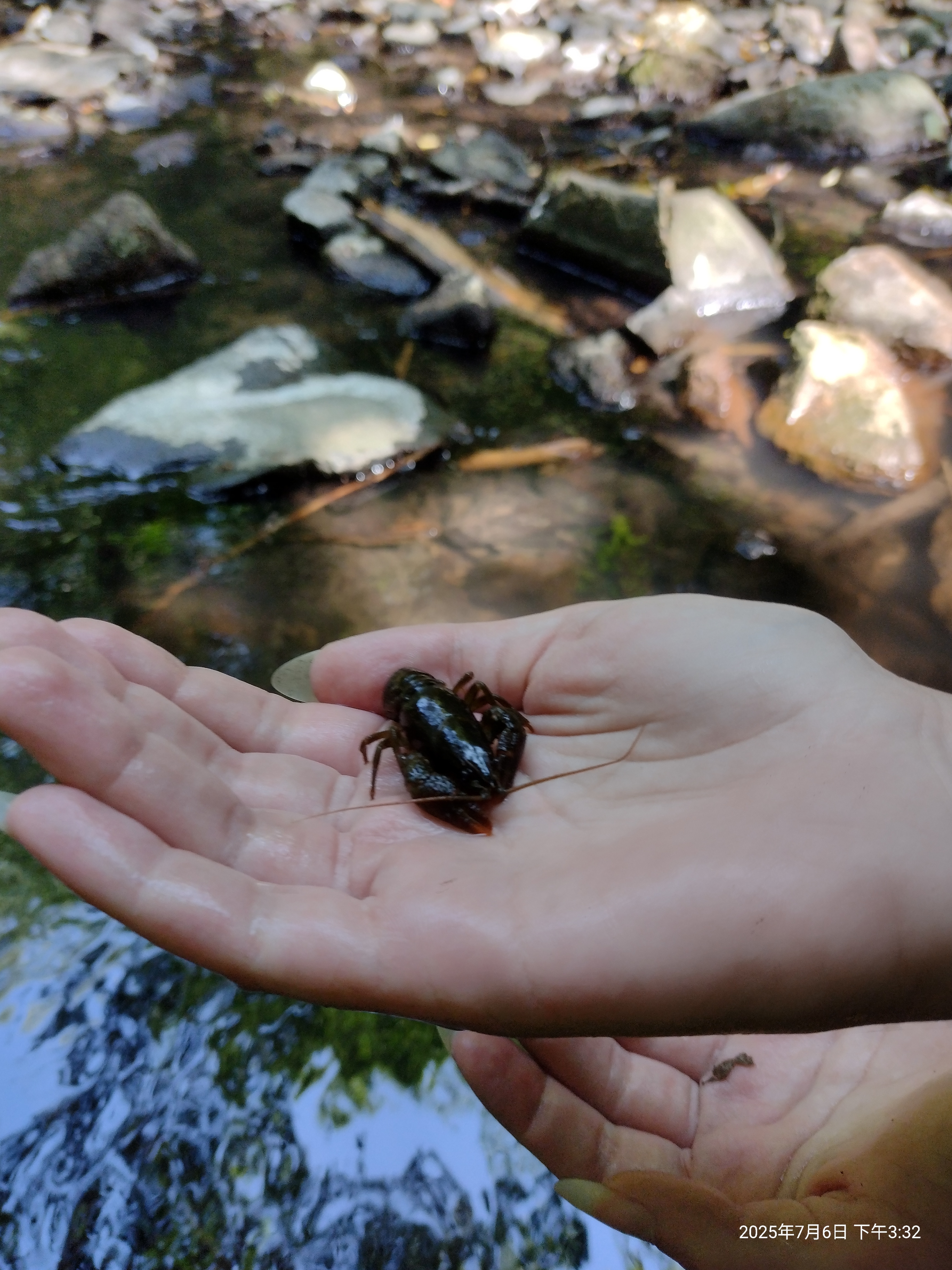 Crabs