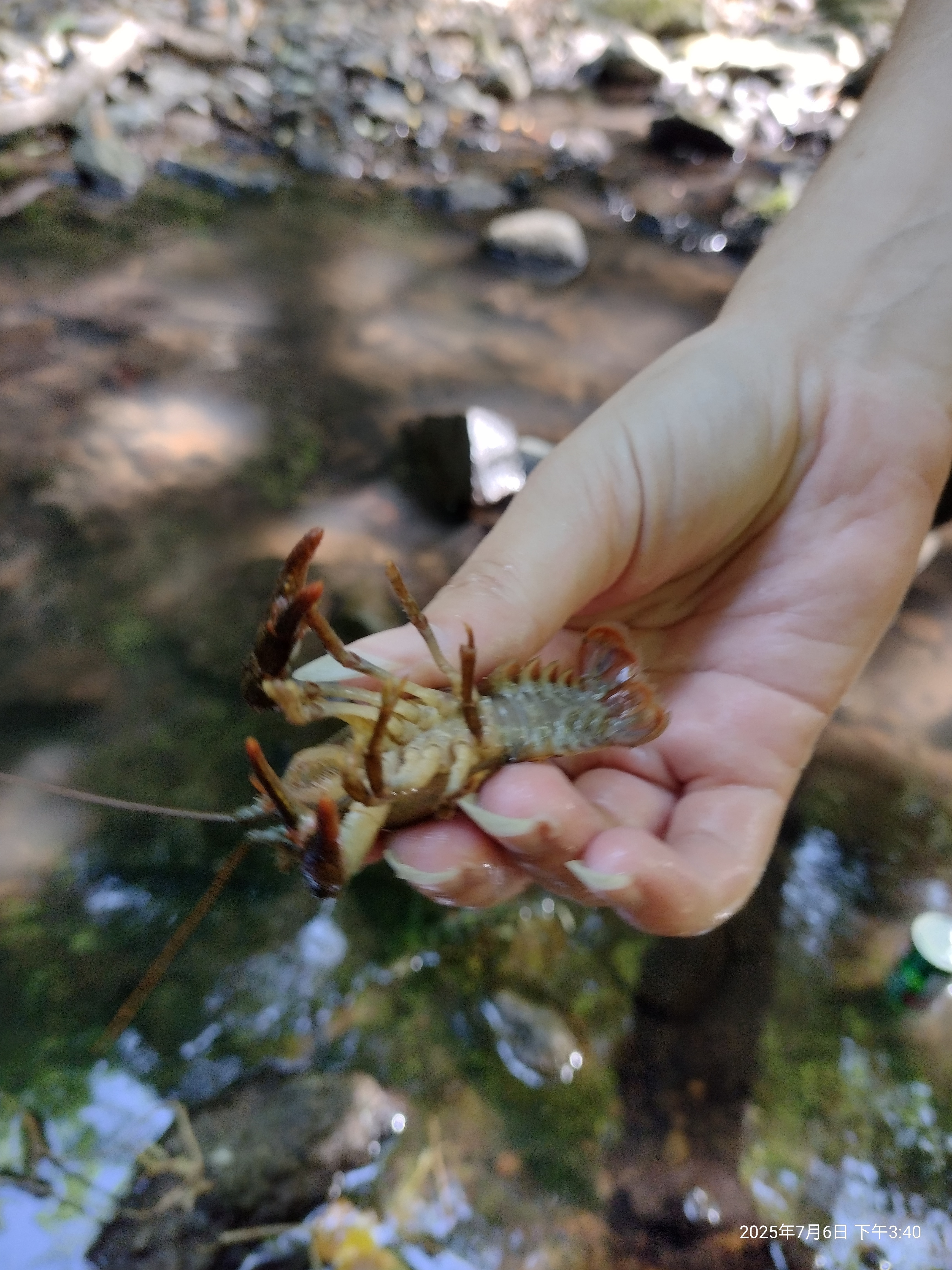 Crabs