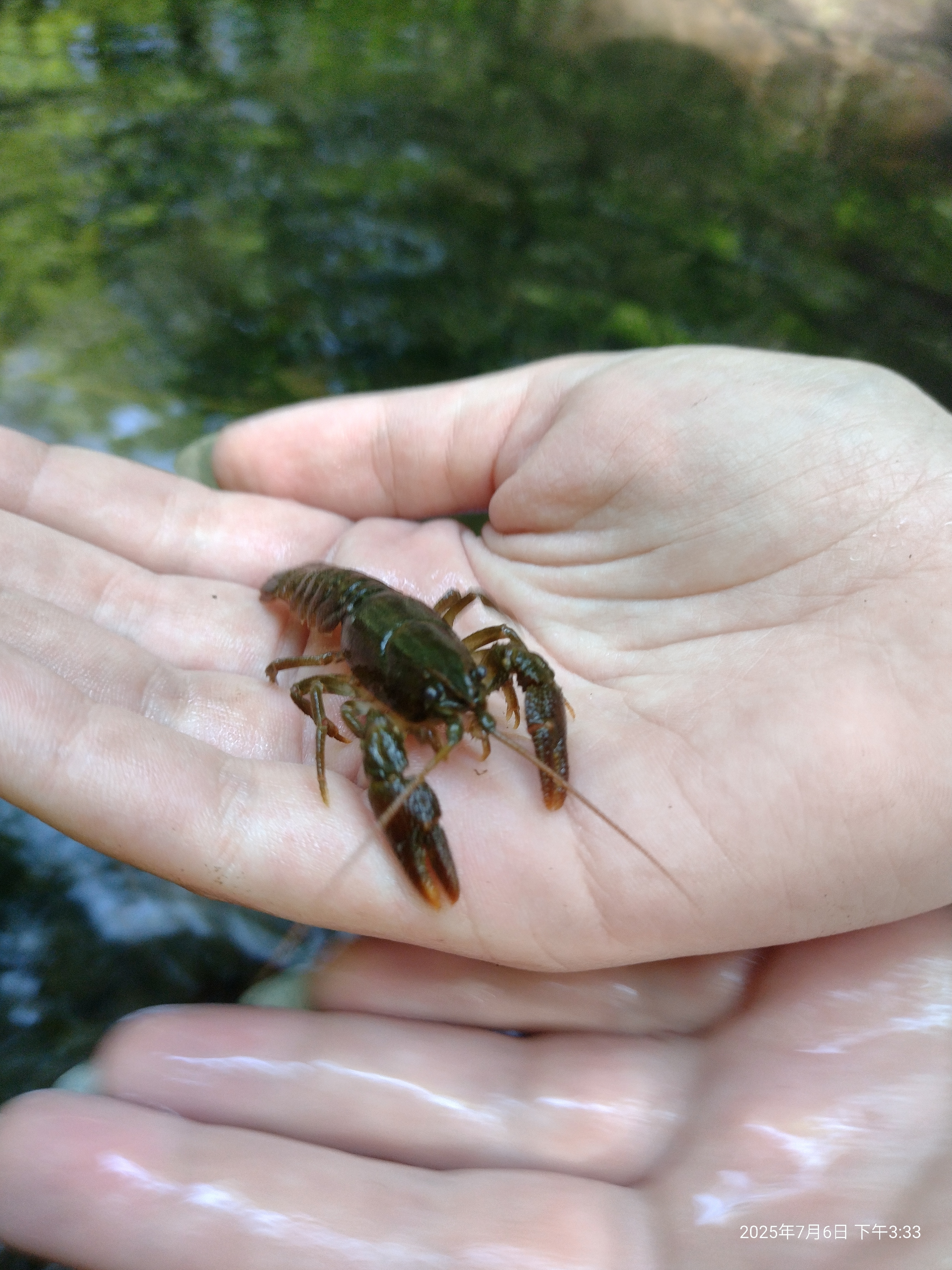 Crabs