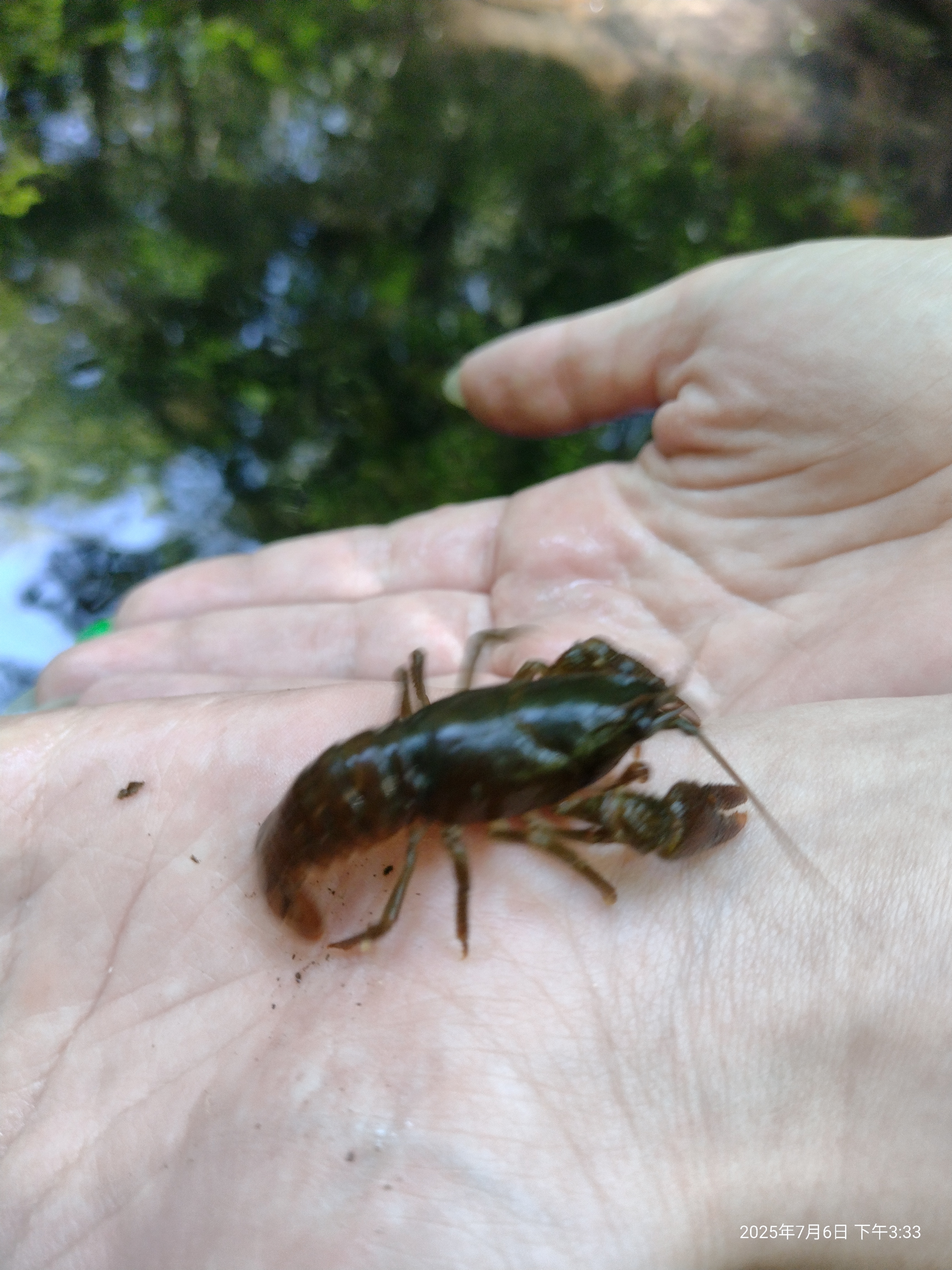 Crabs