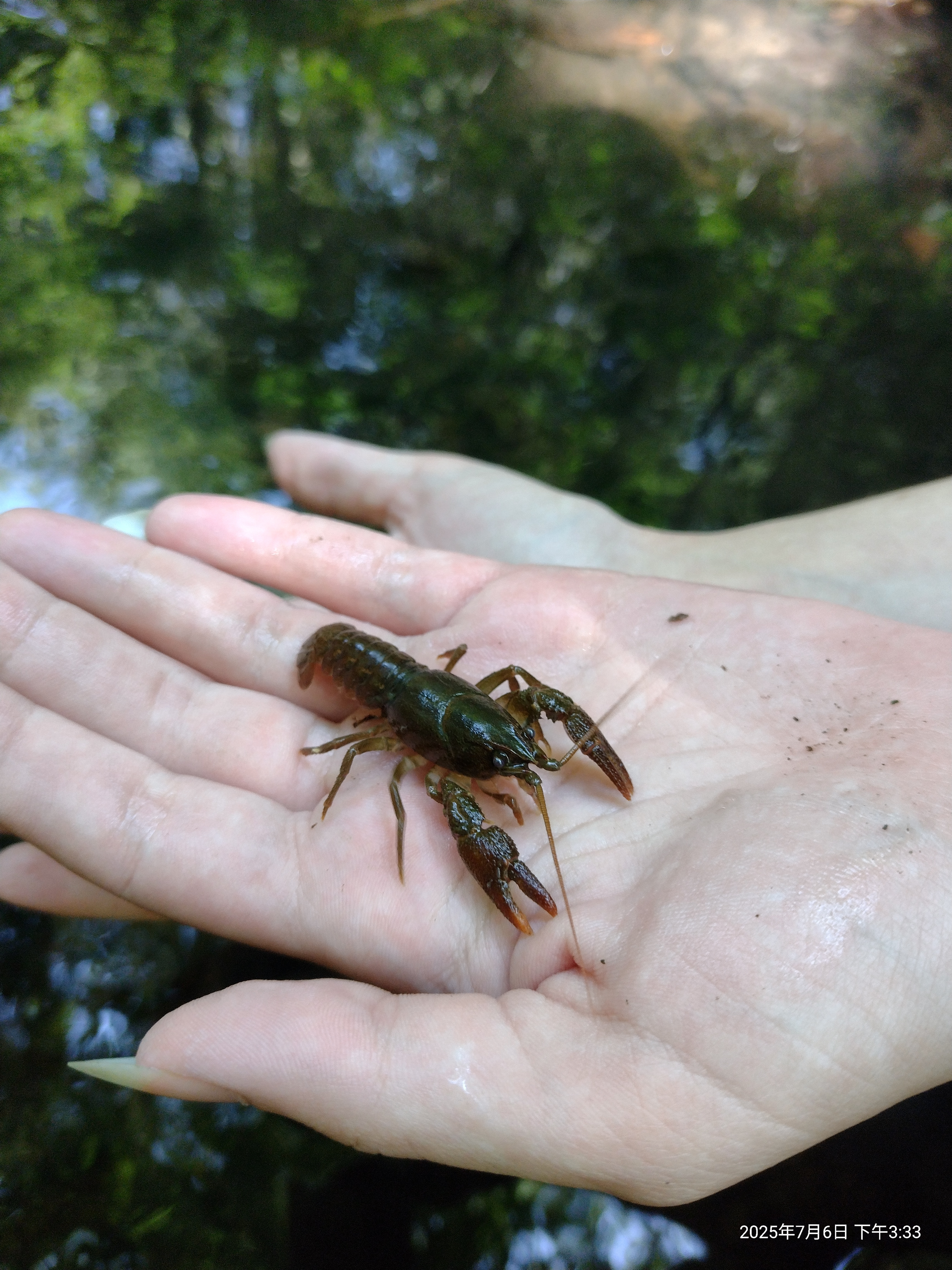 Crabs