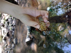 Crabs