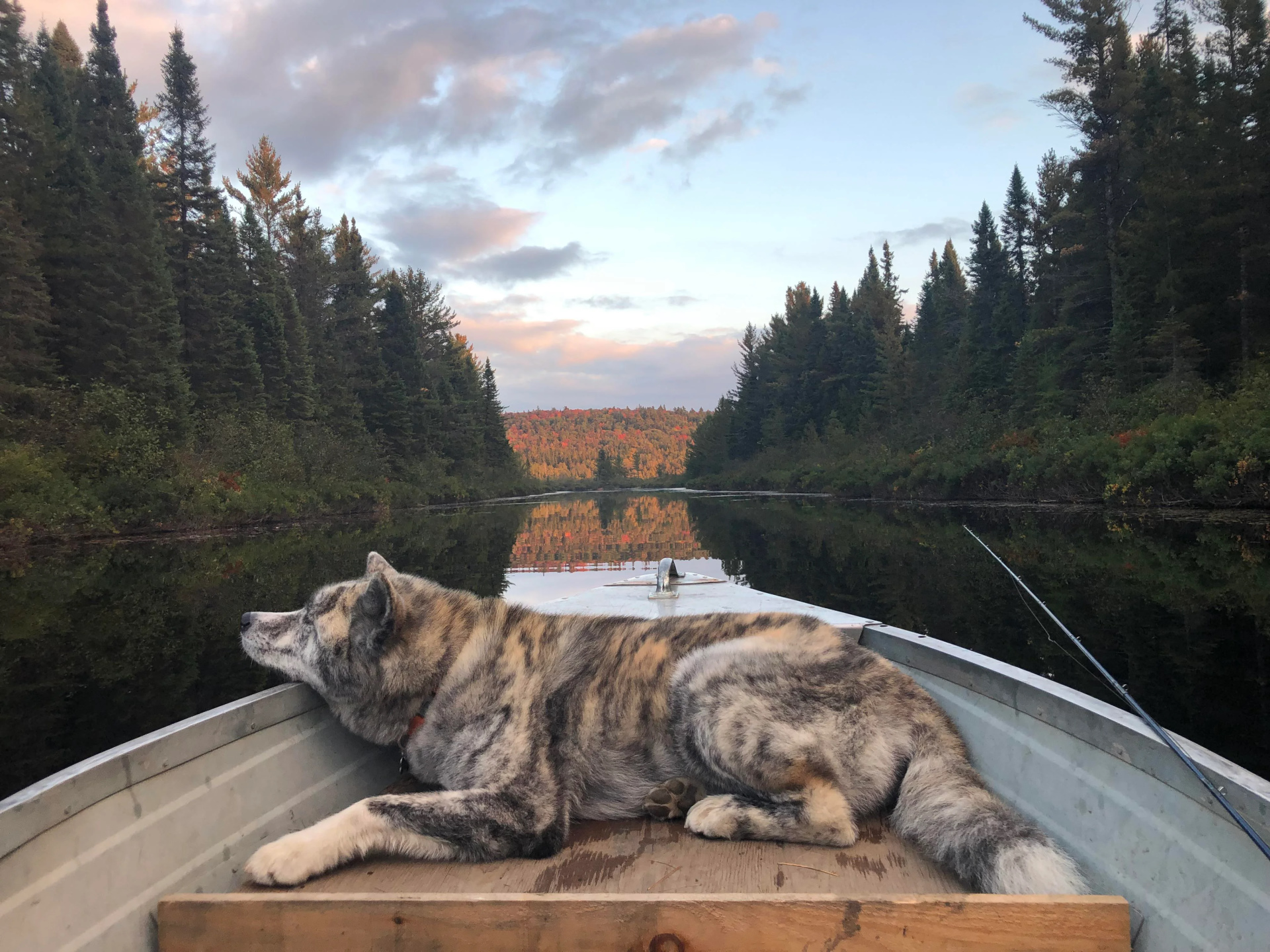 Dog from reddit 1