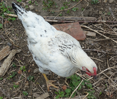 Huhn