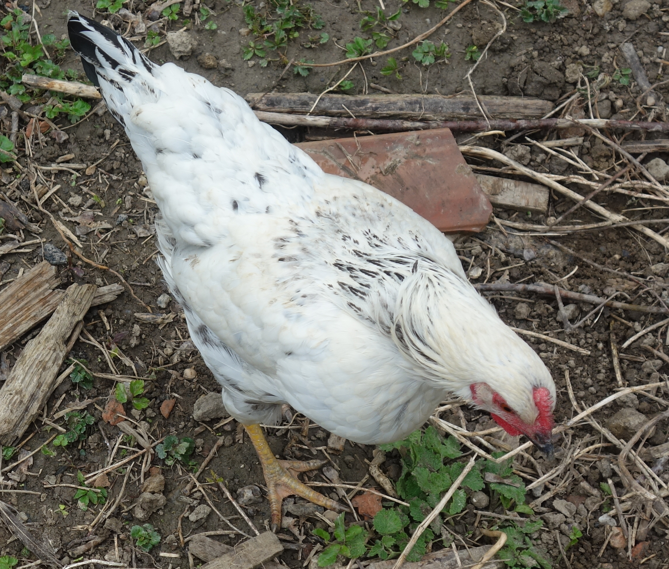 Huhn