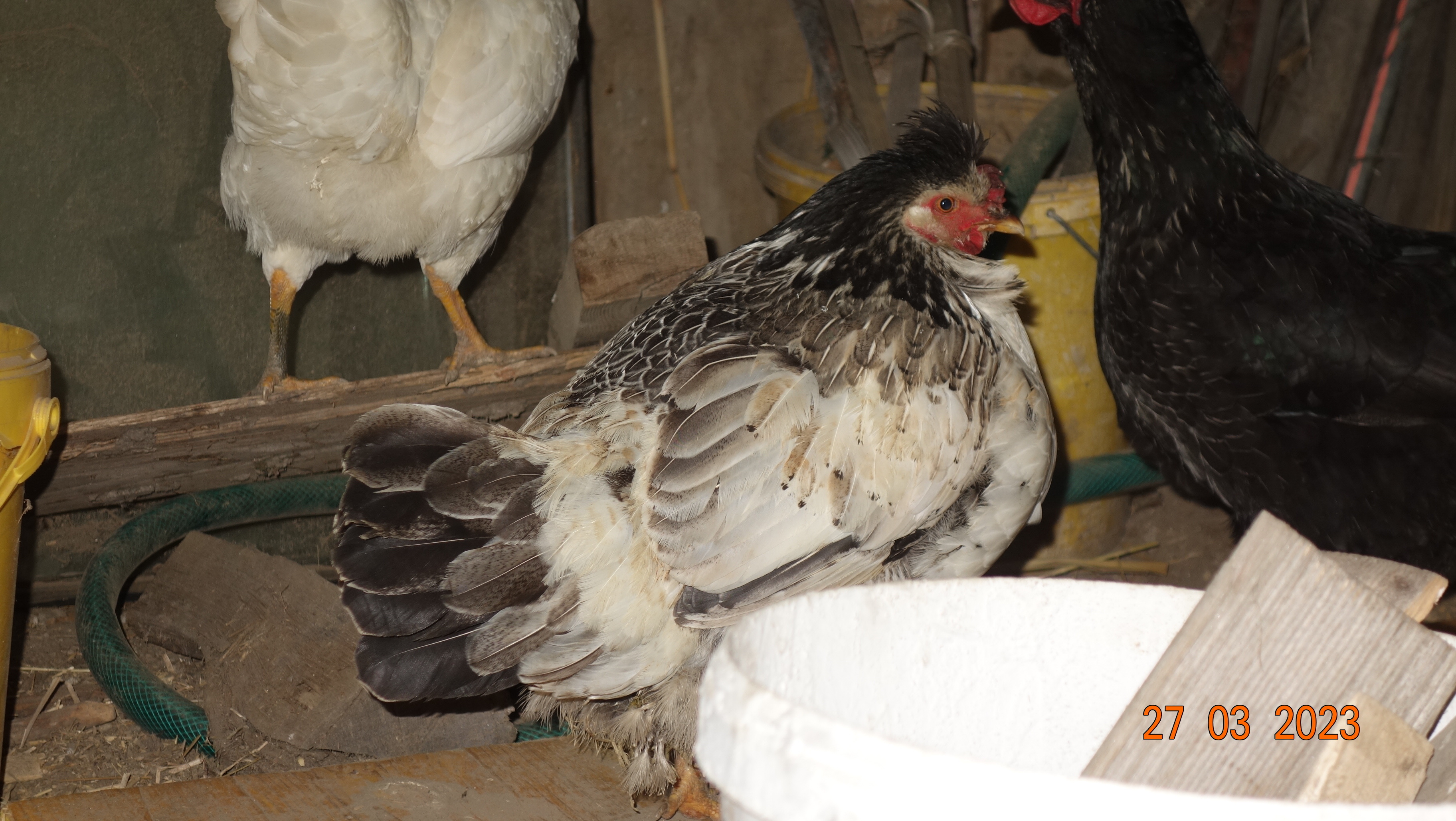 Huhn