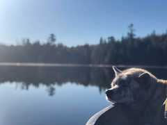 Dog from reddit2
