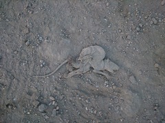 This rat is d
