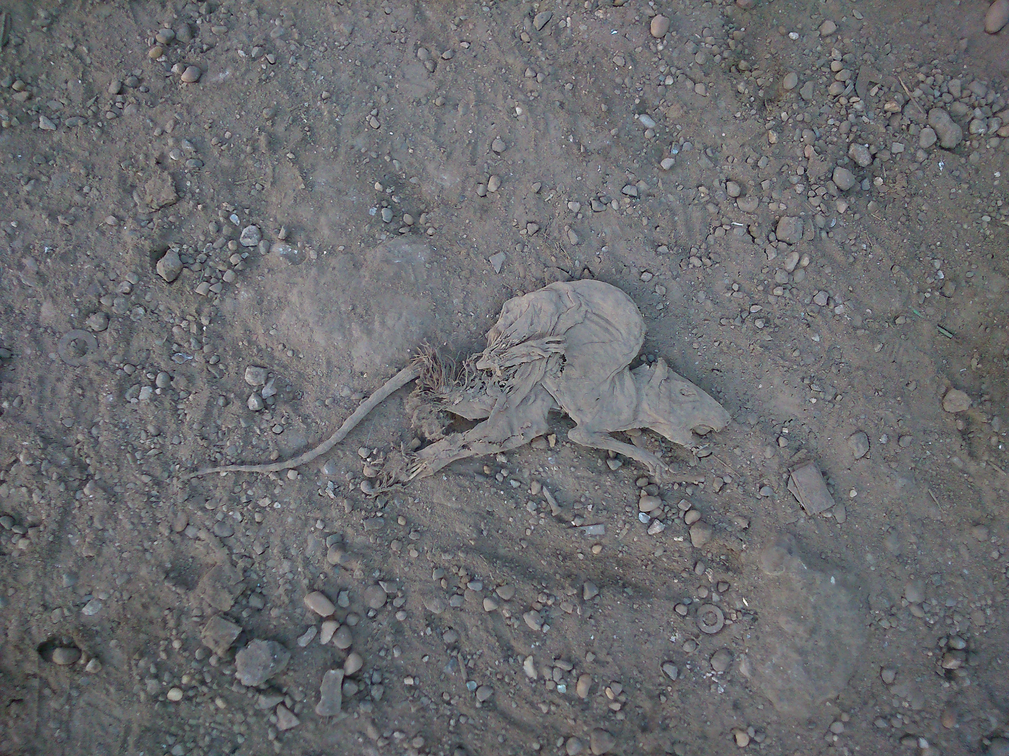 This rat is d