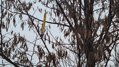Hungarian banana