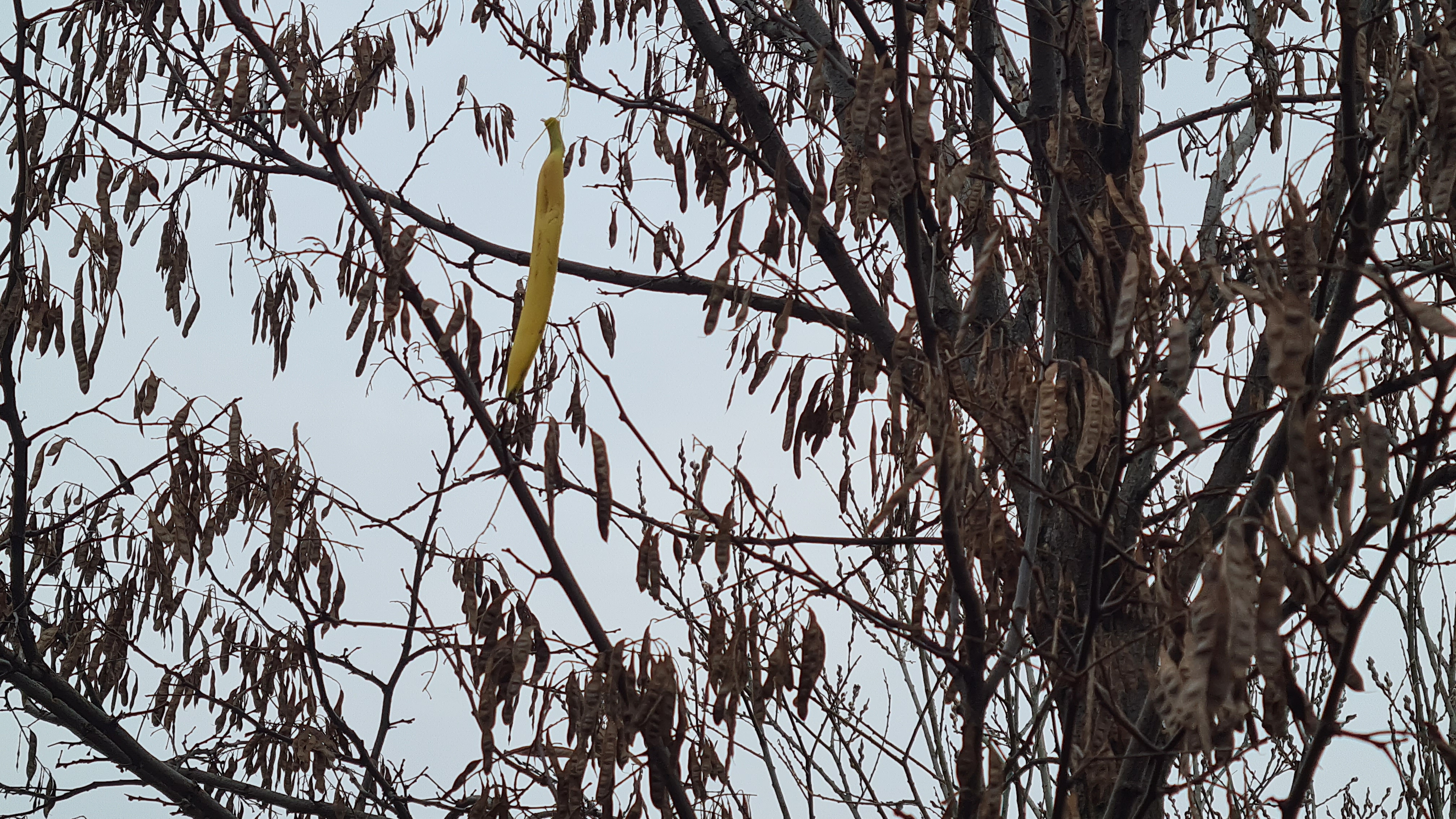 Hungarian banana