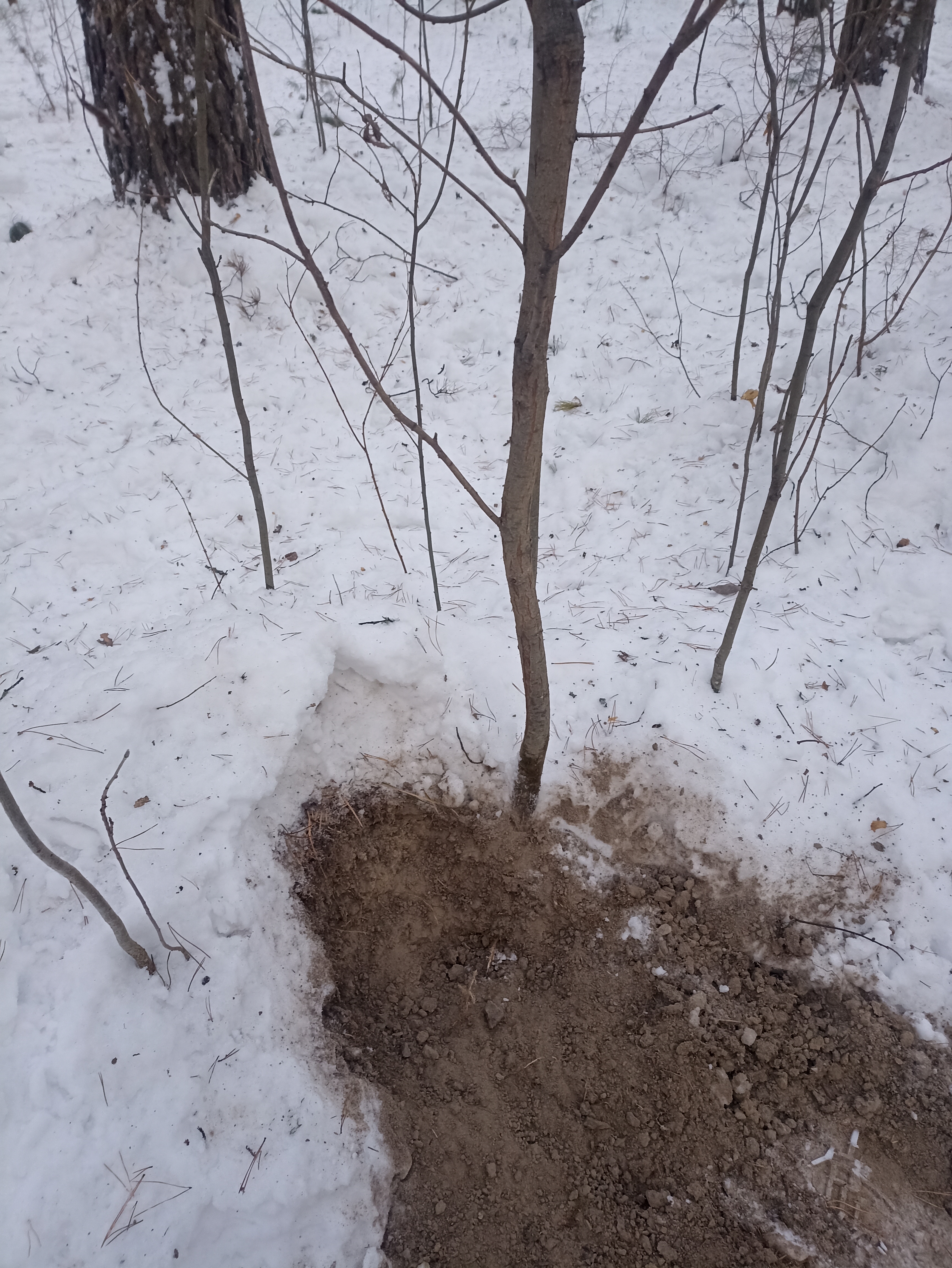 IMG 20230109 105204.jpg