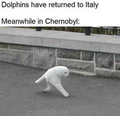 Shit negro