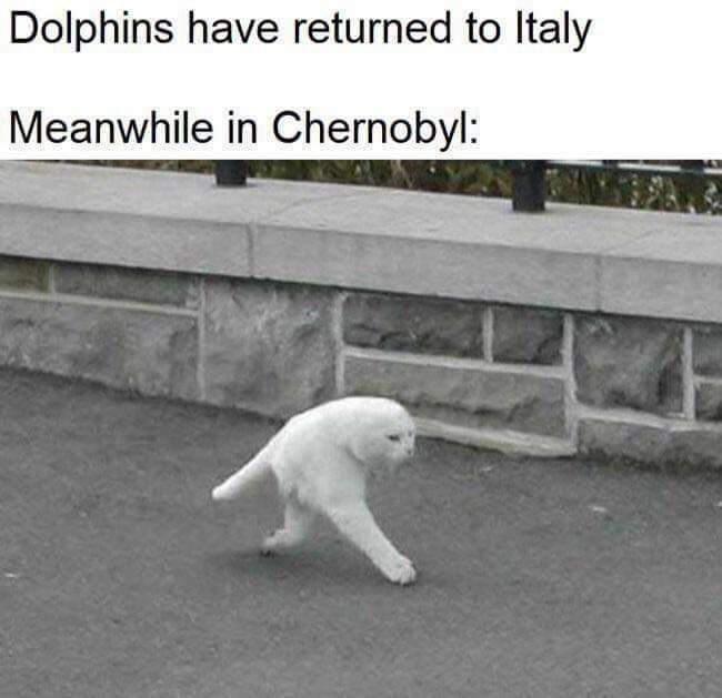 Shit negro