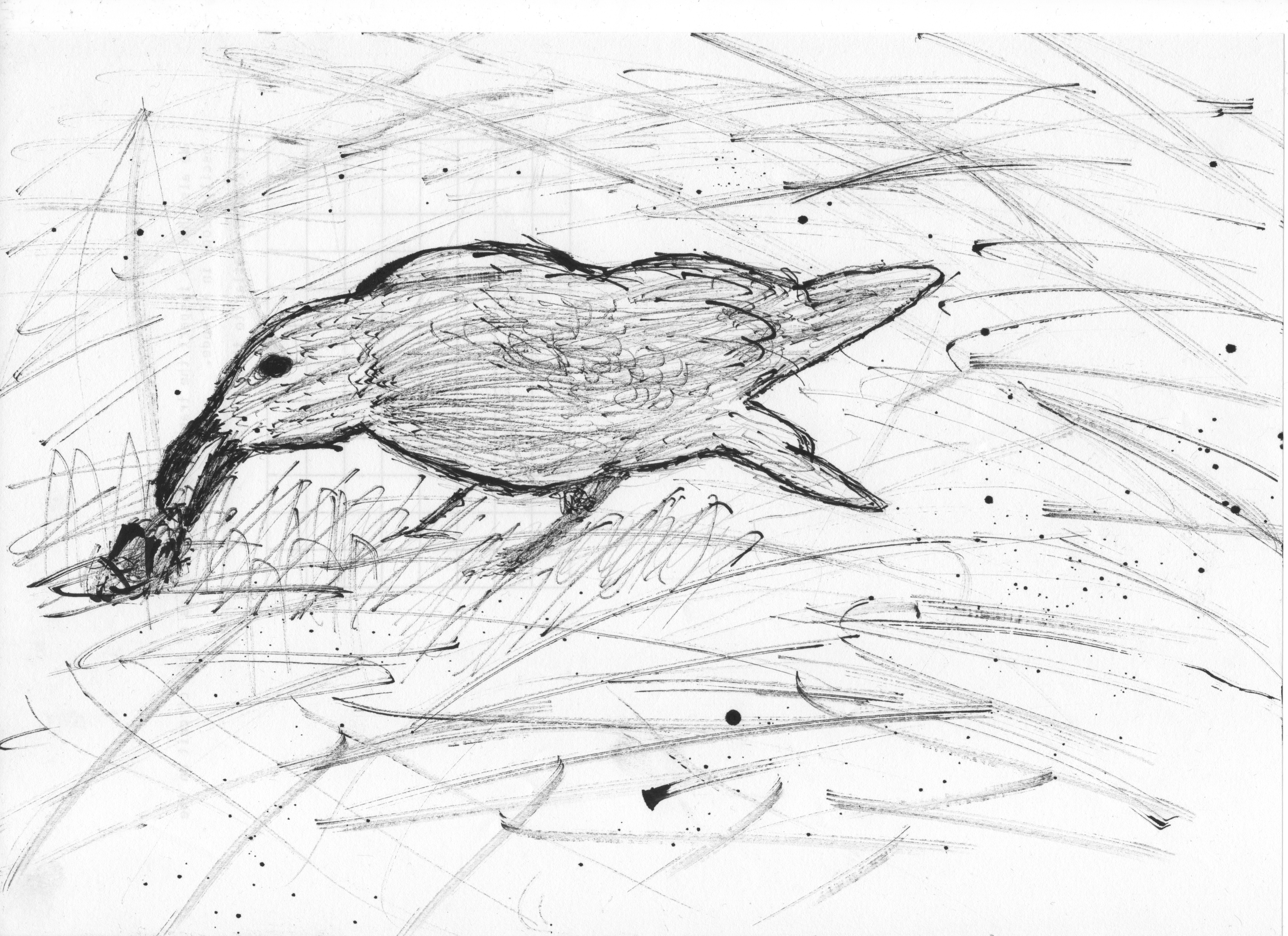 crow.png