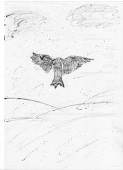 crow0001.png