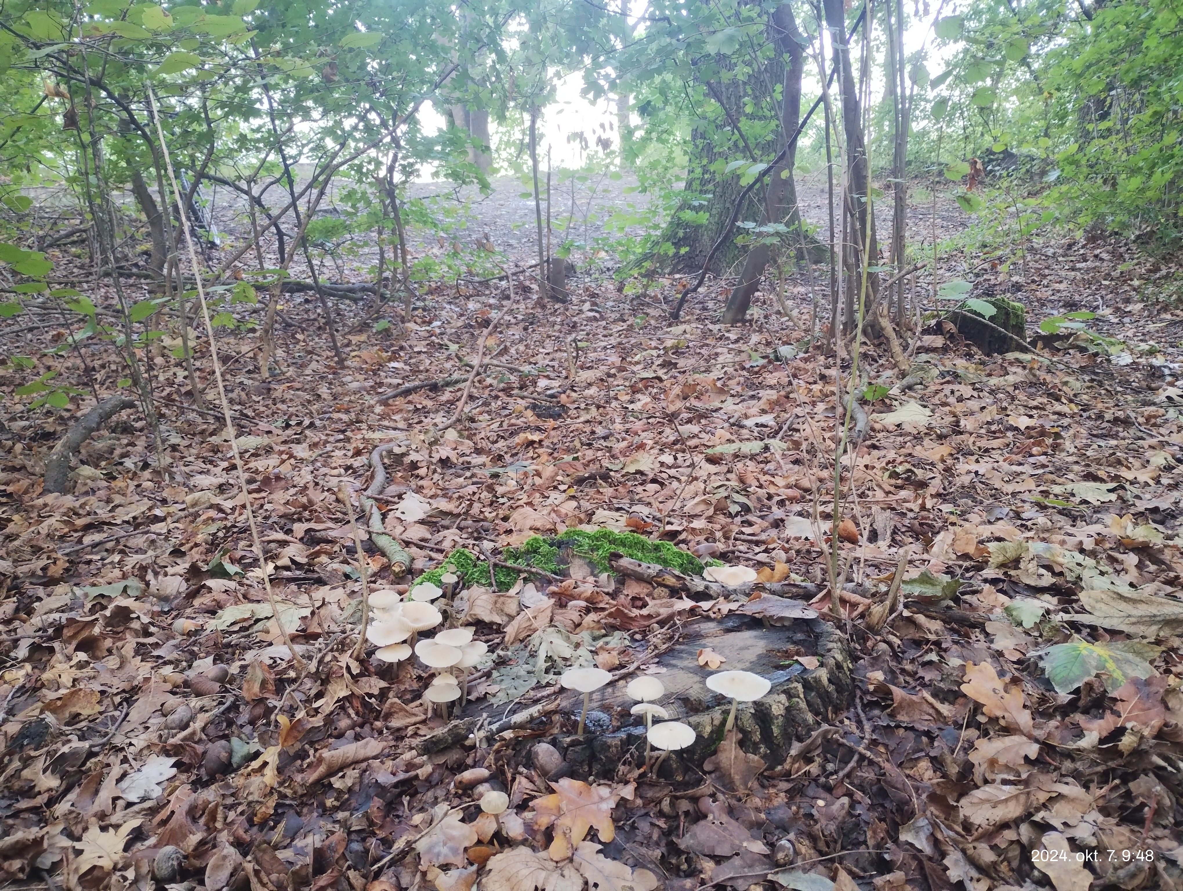 IMG 20241007 094808493.jpg