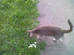 cat