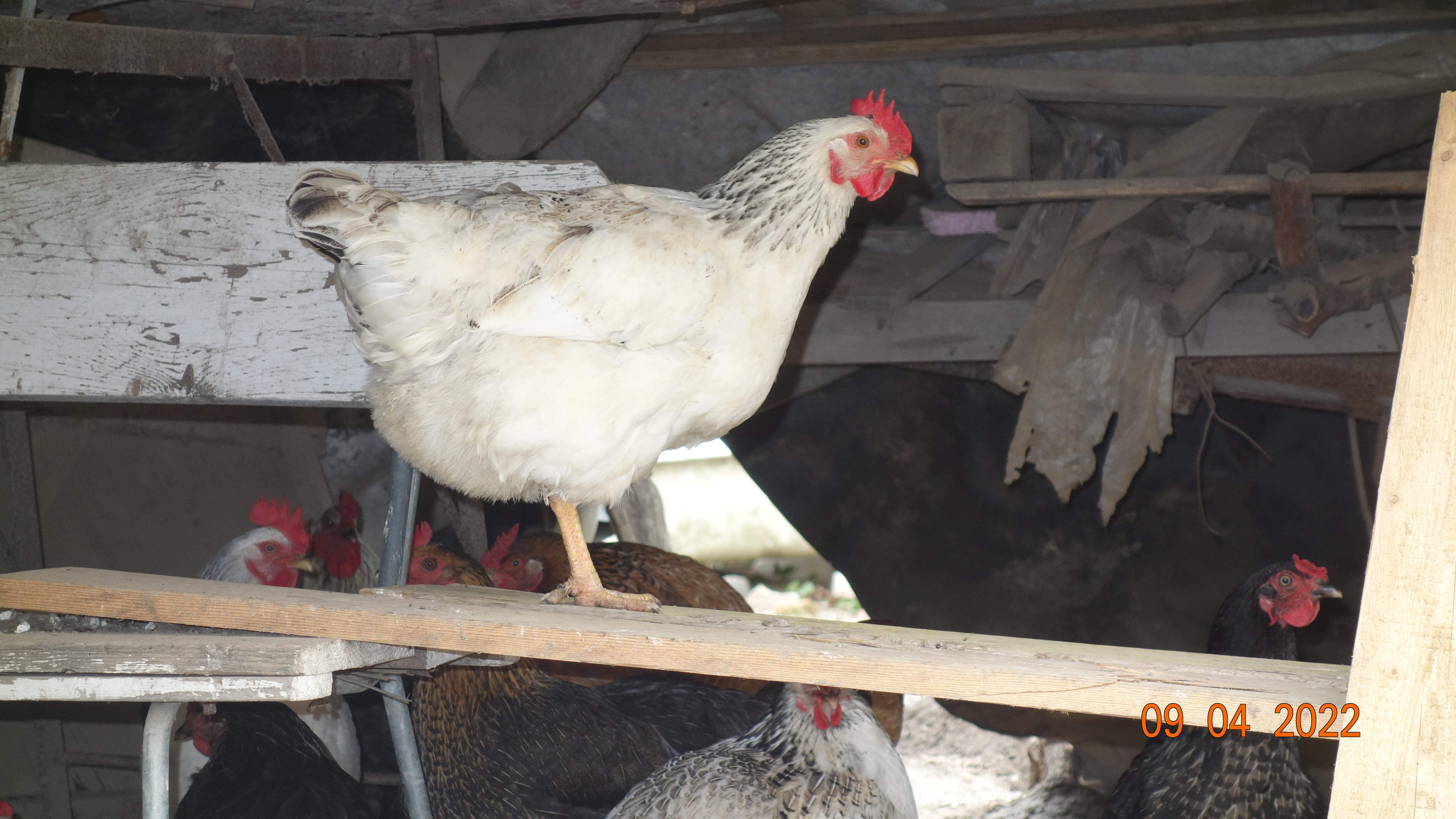 Chicken