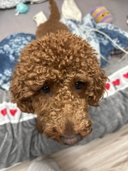 Winnie
