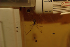 spider