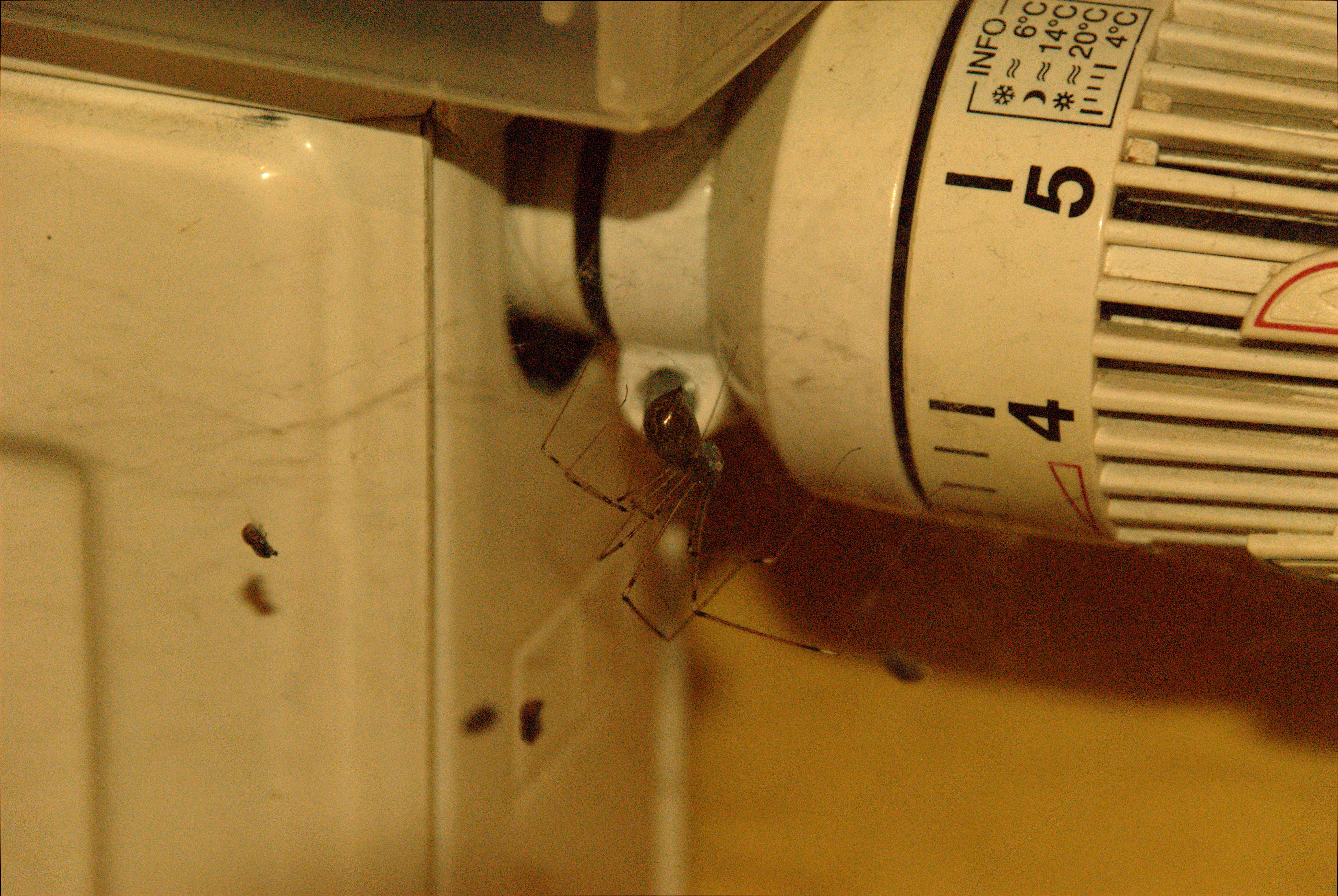spider