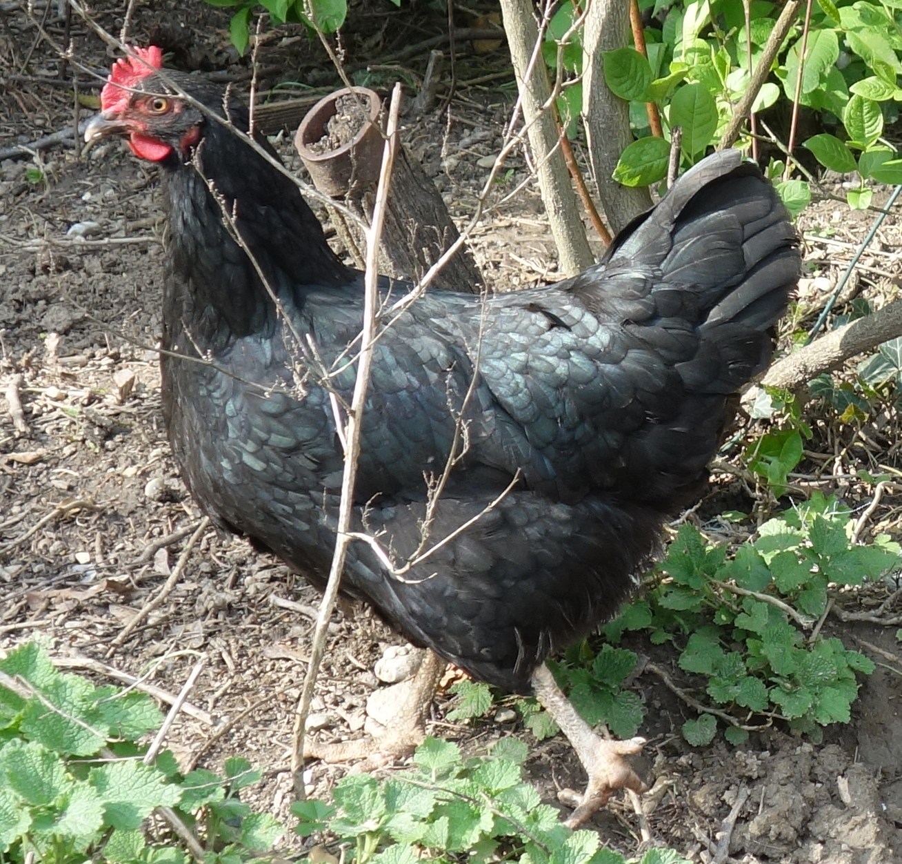Huhn (csirke !)
