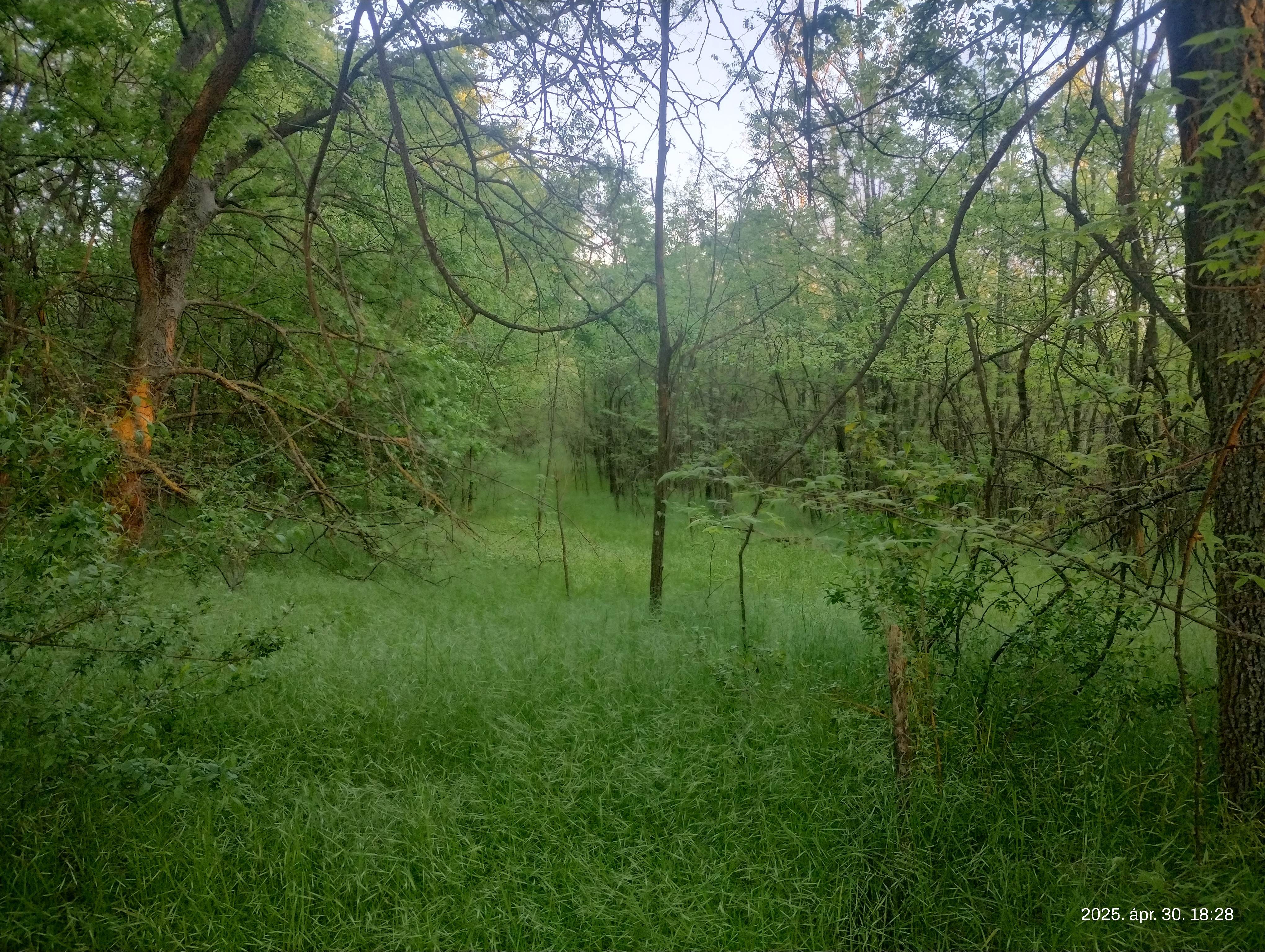 IMG 20250430 182826763 HDR.jpg