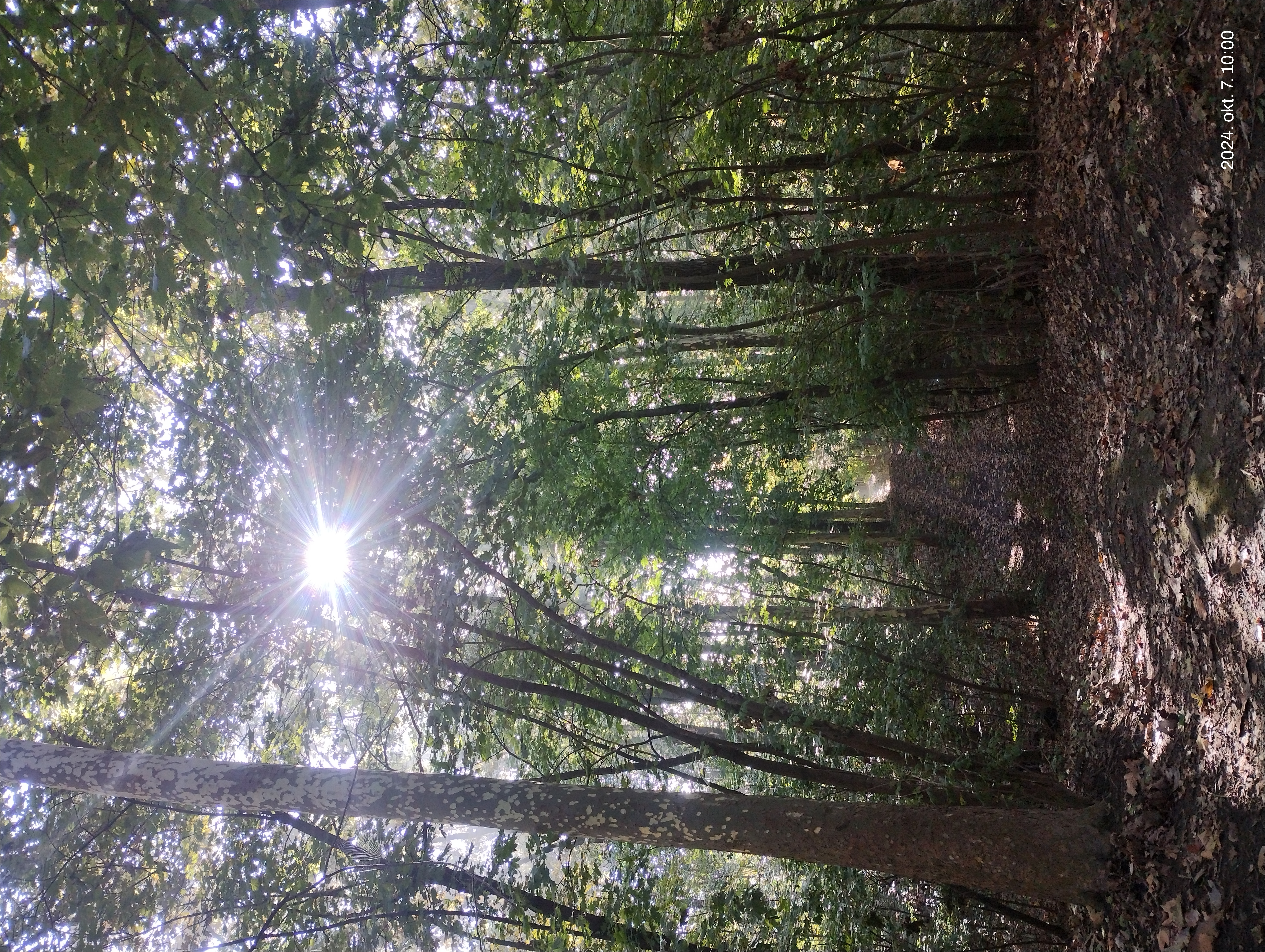 IMG 20241007 100050902.jpg