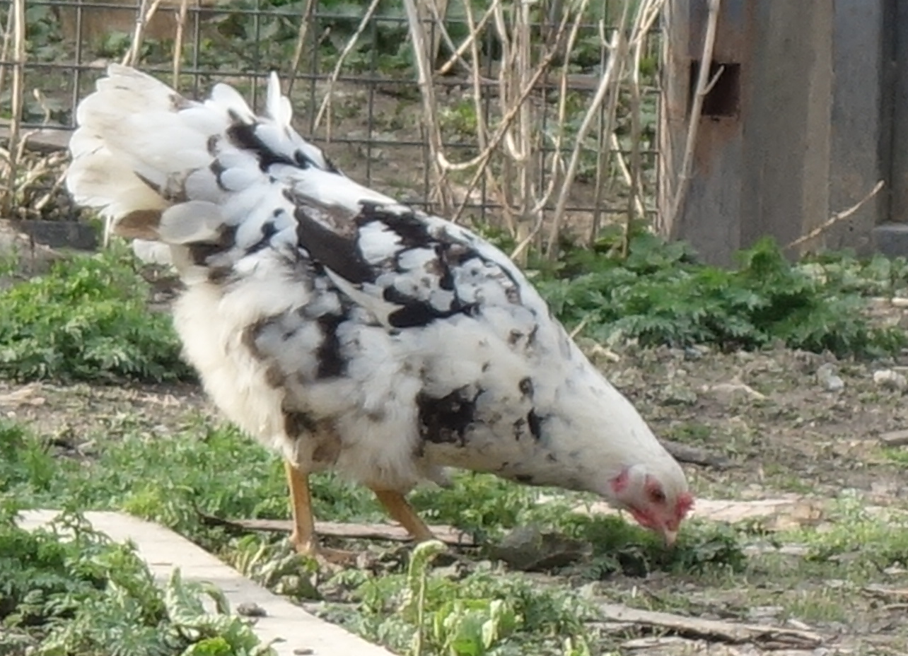 chicken