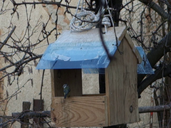 blue titmouse (Blaumeise)