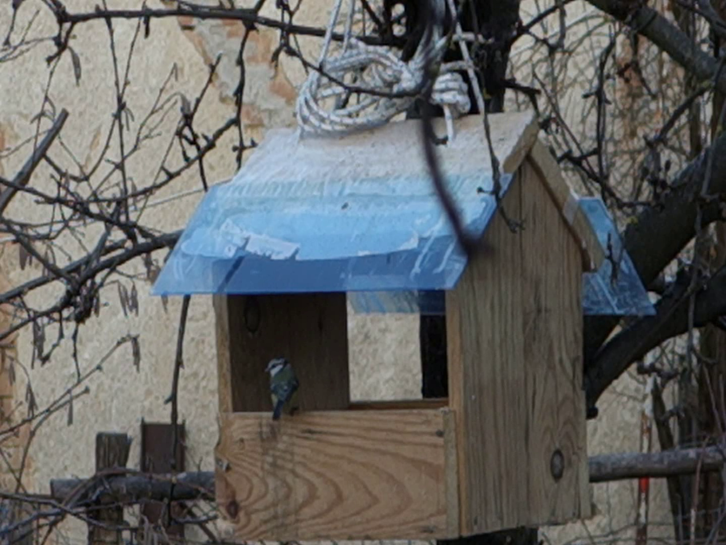 blue titmouse (Blaumeise)