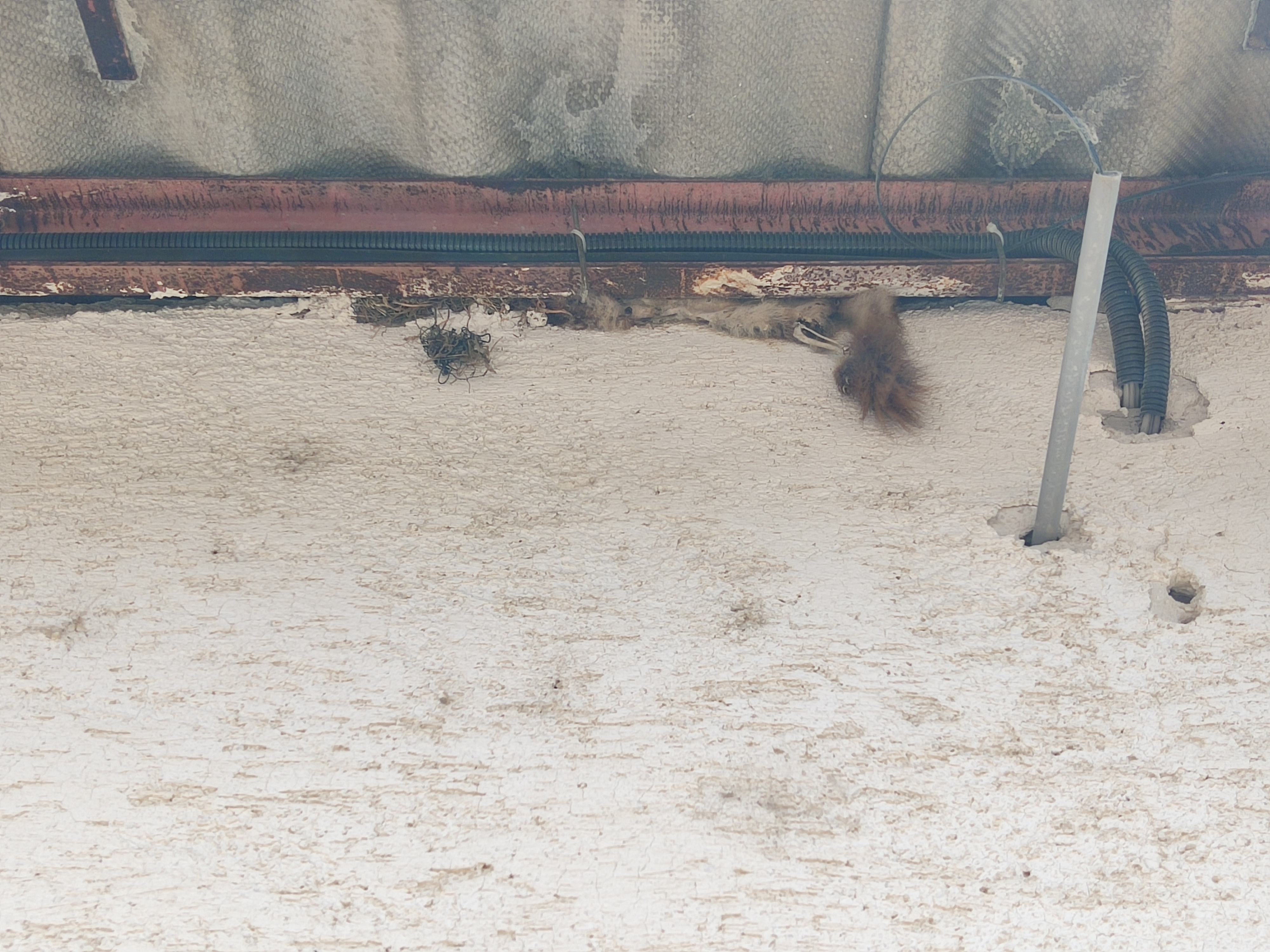 Hungarian squirrel
