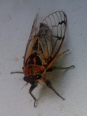 IMG 20220614 060219 996.jpg