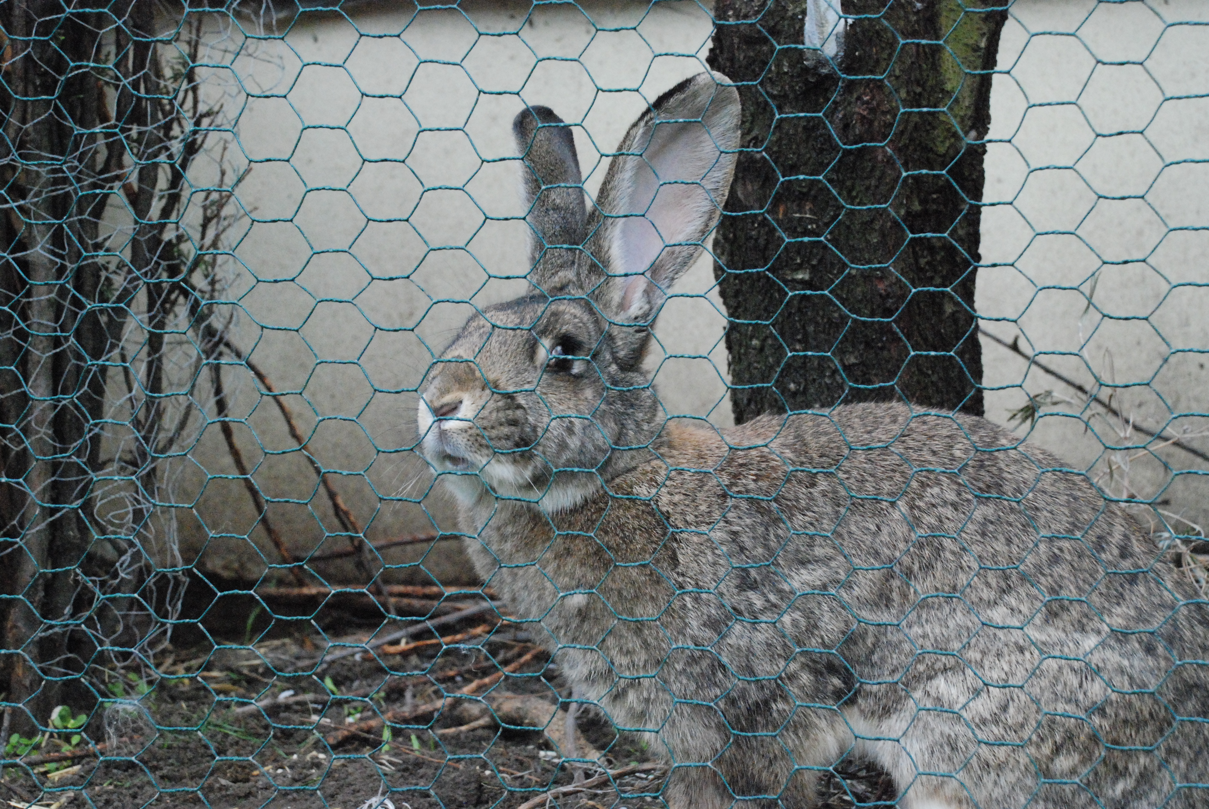 Rabbit