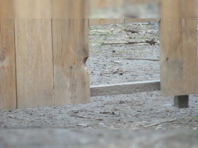 Chicken Attack !!!