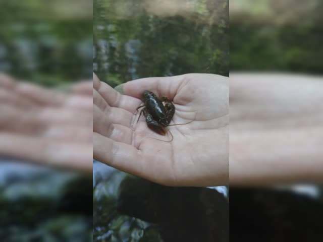 Crabby crab