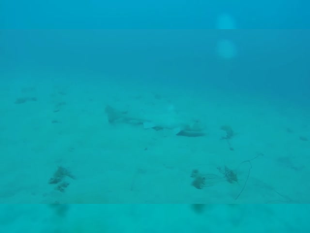 LeopardShark