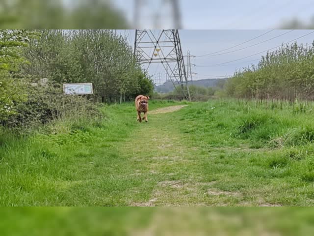 Gaston running