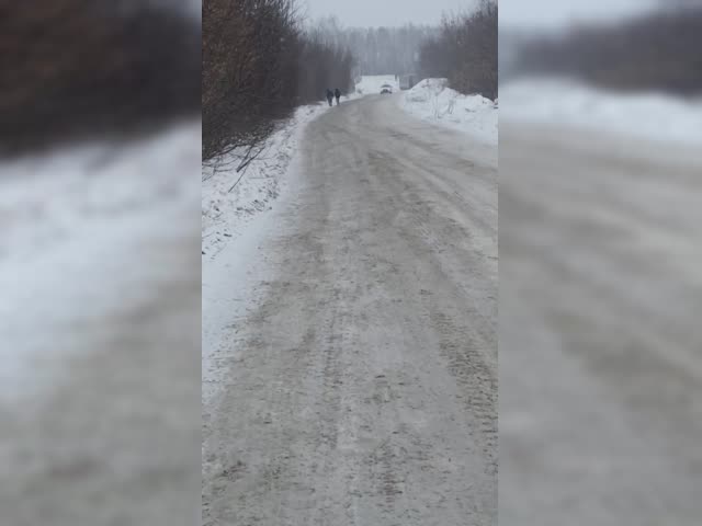 Чайки