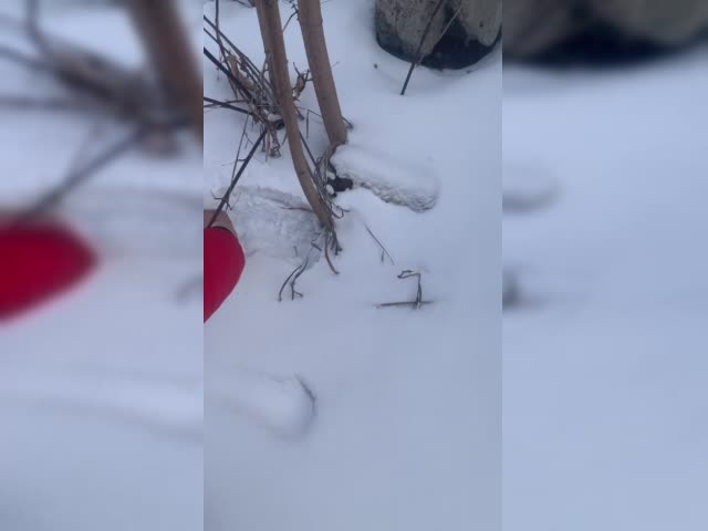 VID_20250203_165927_448.mp4.mov