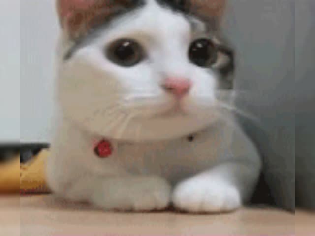 It's gif