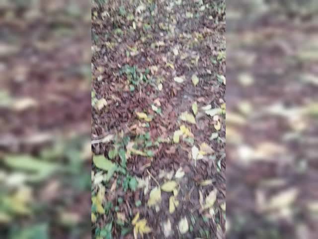 VID20231021095607.mp4