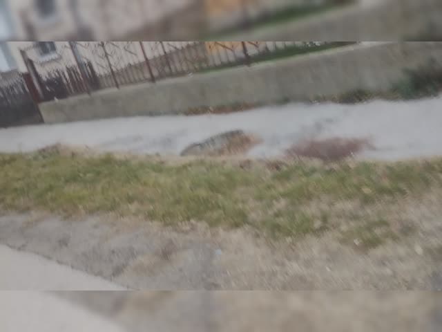 VID_20241203_150808626~2.mp4