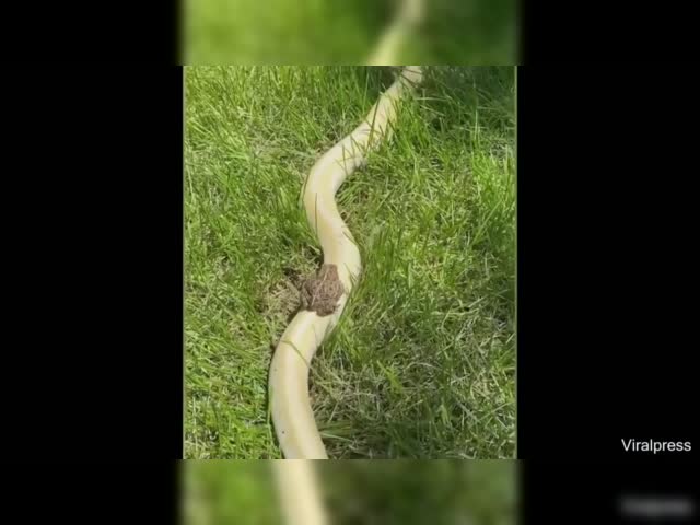 SnakeRidingASnake