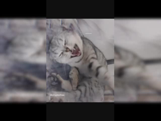 Hasbulla s Barsik.mp4