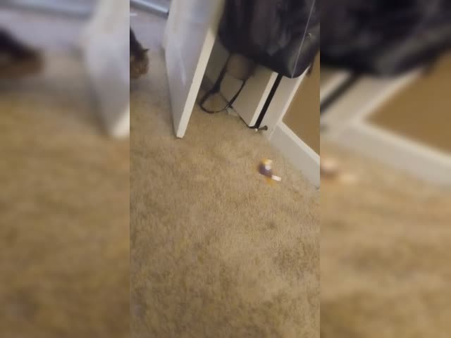 Charlee lovesss her toy